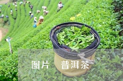 图片 普洱茶/2023042897788